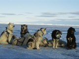 Dogsled Dogs Harnessed and Ready to Head out with Their Musher