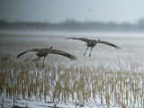 A Pair of Sandhill Cranes Fly over Harvested Cornfield with Snow