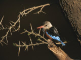 A Gray-Headed Kingfisher Perched on a Tree Branch