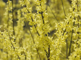 Spring Flowers, Forsythia, Mid-April, Massachusetts