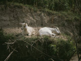Two White Goats at Rest