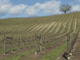 Buy A Hillside Vineyard at AllPosters.com