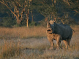 A Southern White Rhinoceroses Stands its Ground