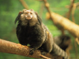 Buy A Black Tufted Ear Marmoset Clings to a Tree Branch at AllPosters.com