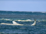 A Pod of Beluga Whales Swim at Waters Surface