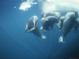 Underwater View of a Group of Atlantic Walruses