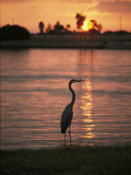 A Great Blue Heron in Silhouette at Sunset