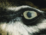 Close View of Eye of Anesthetized Sumatran Tiger