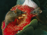 Buy An Australian Honey Possum Feeds on a Mottlecah Eucalyptus at AllPosters.com