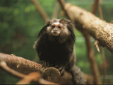 Buy A Black Tufted Ear Marmoset Clings to a Tree Branch at AllPosters.com