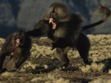 A Male Gelada