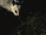 Buy A Opossum Forages at Night at AllPosters.com