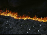 Aerial View of Fire with Fleeing Egrets