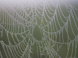 Morning Dew Clings to a Spider Web