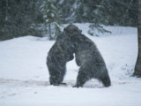 Buy A Pair of Grizzly Bears Play and Tussle in a Snow Storm at AllPosters.com