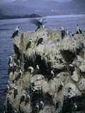 Boobies Roost on La Portada, a Towering Rock Arch Near Antofagasta