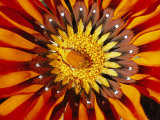 A South African Monkey Beetle Burrows into a Gazania Flower