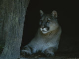 Close View of a Captive Mountain Lion