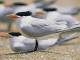 Close View of Terns