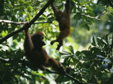 Buy A Female Orangutan and Her Baby in a Tree at AllPosters.com