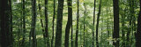 Buy Dense Temperate Rain Forest Along the Blue Ridge Parkway at AllPosters.com