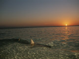 A Lemon Shark Swims in Shallow Water at Sunset, Bahama Islands