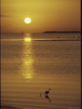 A Heron Wades in the Shallow Water of the Gulf of Mexico at Sunset