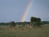 Buy Giraffes, Impalas, Zebras, and Gazelles on a Lake Nakuru Plain at AllPosters.com
