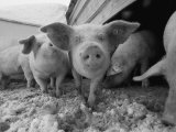 Young Pigs in a Snowy Pen