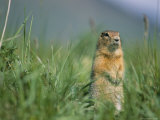 Arctic Ground Squirrel (Spermophilus Parryii)