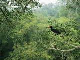 A Rhinoceros Hornbill Feeds on the Fruit of a Fig Tree