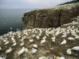Northern Gannets (Sula Bassanus) Roost on Bonaventure Island