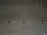 Australasian Grebes in Dawn Mist