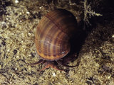 A Snail Crawls Across the Muddy Floor of a Mangrove Swamp