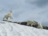 Rocky Mountain Goat Kids (Oreamnos Americanus) Frolic in the Snow