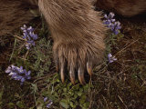 Buy The Paw of a Tranquilized Grizzly Bear and Purple Wildflowers at AllPosters.com