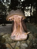 Close View of the Open Mouth of a Captive Hippopotamus