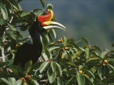 A Rhinoceros Hornbill Perched in a Strangler Fig Tree