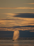 An Atlantic Bowhead Whale Sprays Water from its Blowhole