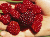 Handful of Salmonberries (Rubus Spectabilis)