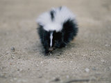 A Close View of a Striped Skunk in the Foothills of Los Angeles