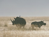 A Pair of Southern White Rhinoceroses on a Grassy Plain