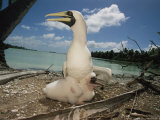 A Masked Booby (Sula Dactylatra) Attends a Nestling on Palmyra
