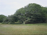 Buy View of Low, Windblown Trees at AllPosters.com