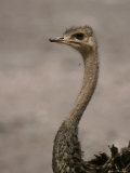 The Head and Gracefull Curving Neck of an Ostrich, Struthio Camelus