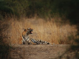 Bengal Tigress Snarls at Her Cubs for Wandering Too Far