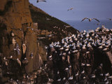 Northern Gannets Fly About the Cliffs Where They Roost