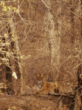 A Resting Bengal Tiger Camouflaged in Forest Growth