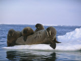 A Group of Walruses Relax on an Ice Floe