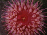 A Close View of a Northern Red Sea Anemone